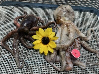 <p>ひまわり様🌻　沖の北　ケーソン継ぎ目狙い　マダコ2杯🐙小さなタコ5杯リリースされたそうです！</p>