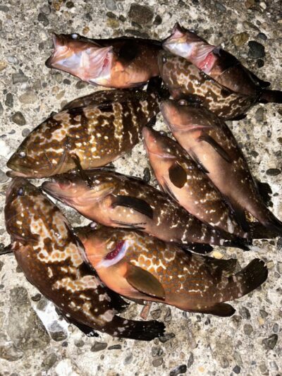 <p>福山様　旧一文字3番　エビ撒き　アコウ33cmまで🎣全てリリース♪♪17時〜20時まで</p>