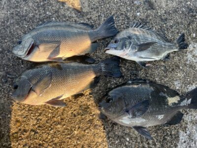 <p>森のみっちゃん様　沖の北　ふかせ釣り　グレ3枚とチヌ🎣</p>