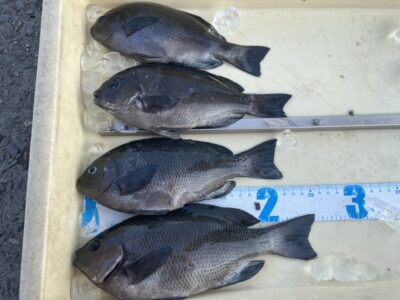 <p>アキラ25%様　沖の北　ヌカ切り　グレ25cmまで4枚🎣フグが多かったそうです！</p>