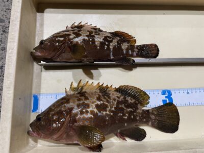 <p>土生町の豊島様　旧一文字赤灯　エビ撒き　アコウ30〜32.5cmまで2匹✨</p>