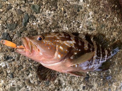 <p>釣れない猫様　沖の北　ジャックアイ[豆クネクネ]でアコウ30cm🎣　</p>