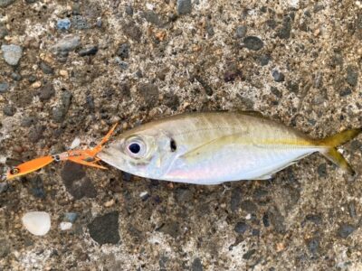 <p>釣れない猫様　沖の北　ジャックアイ[豆クネクネ]でアジ🎣</p>