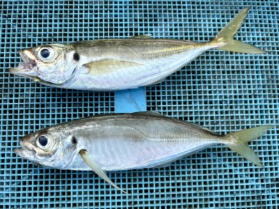 <p>レジェンド山本　旧一文字赤灯　サビキ釣り　アジ23cm×2尾🎣　青アジが増えてきたそうです</p>