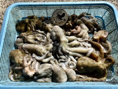 <p>蛸無限ハマダ様　旧一文字③〜カーブ　タコエギでタコ🐙</p>