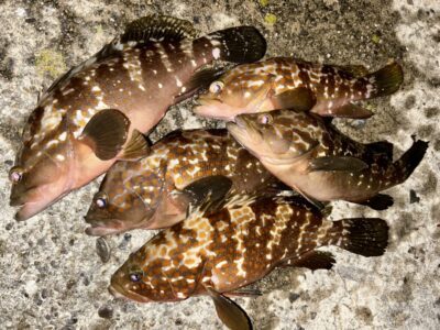 <p>福チャンの娘様②　旧一文字白灯　エビ撒き釣りでアコウ5尾🎣　撮影後リリース🐟　</p>