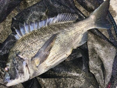 <p>福チャンの娘様①　旧一文字白灯　エビ撒き釣りで良型チヌ🎣　撮影後リリース🐟</p>