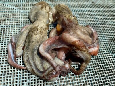 <p>蛸村さんの弟子　沖の北　タコ2杯🐙  </p>