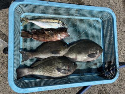 <p>からみ君　沖の北　エビ撒き釣りで中アジ・ガシラ・グレ！</p>