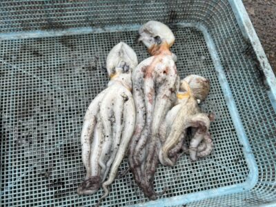 <p>からみ君　旧一文字カーブ〜白灯　メジャクラ　蛸乗りジョニーで新子タコ🐙</p>
