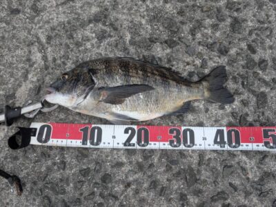 <p>芝様　沖の北　飲ませ釣りでチヌ！</p>