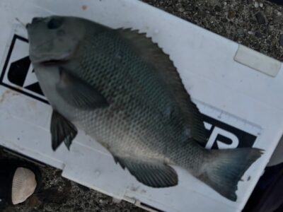 <p>福山様　旧一文字赤灯外向き　エビ撒き釣りでグレ30cm！</p>