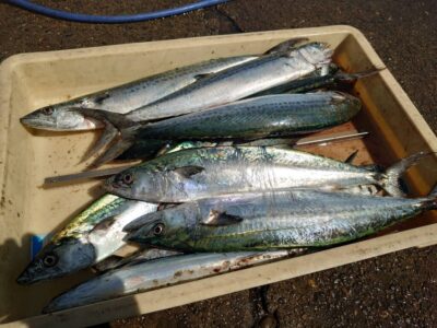 <p>城島様　沖の北　ショアジギでサゴシ！</p>