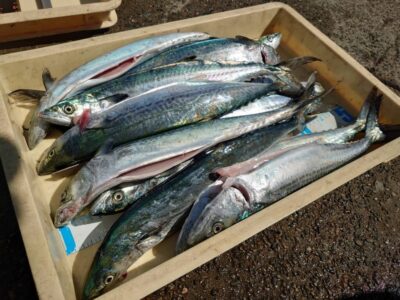 <p>十三のよいしょ男様　沖の北　ショアジギでサゴシ大漁！</p>