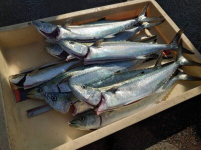 <p>沖の北　ショアジギでサゴシ大漁！</p>