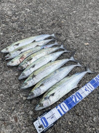 <p>上垣内様　沖の北　メジャクラ　エンダーTGでサゴシ！</p><p>今日はタナがバラバラでパターンを掴むのが難しかったようです。</p>