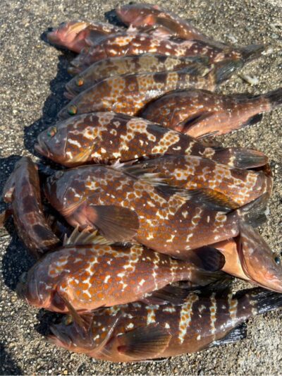<p>福山様　沖の北外向き　エビ撒き釣りでアコウ！撮影後リリース♪</p>