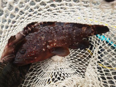 <p>旧一文字赤灯内向き　エビ撒き釣りでアコウ35cm！沖も旧も苦潮が無くなったようでガシラがよくあたります。</p>