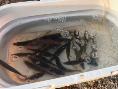 <p>沖の北内向き　足元サビキで豆〜小アジ！中層くらいで釣れてました。あいかわらずサバが多いです。カゴは15号・20号がオススメです。カゴが軽いと仕掛けの張りが弱いので、サバが連で掛かるとめっちゃ絡まります。</p>
