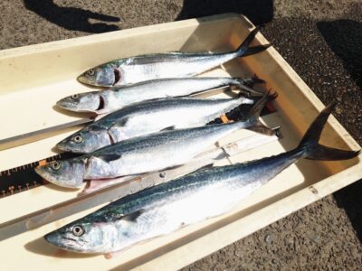 <p>沖の北　ショアジギでサゴシ！昼頃にいい時合いがあったそうです。</p>