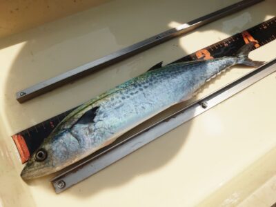 <p>宮城様　沖の北　ショアジギでサゴシ！</p>