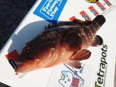 <p>釣れちゃうタマ　沖の北外向き　エビ撒き釣りでアコウ33cm！8時頃にヒット！</p><p>苦潮ではないんですがガシラは食ってきませんでした。季節の変わり目って感じです。</p>