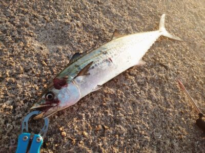 <p>沖の北　ショアジギでサゴシ！6時すぎにヒット！</p>