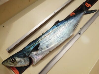 <p>ナッツ＆リュウ様　沖の北　ショアジギでサゴシ！10時半にヒット！</p>