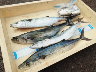 <p>加藤様　沖の北　ショアジギでサゴシ！内向きの足元サビキで豆〜小アジ！</p>