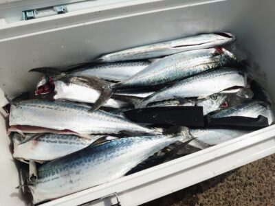 <p>沖の北　ショアジギでサゴシ大漁！</p>