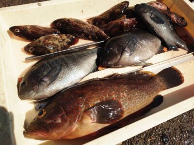 <p>川原様　旧一文字赤灯内向き　エビ撒き釣りでアコウ40cm！！！7時半頃にヒット！グレも良型♪</p>