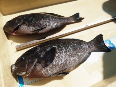 <p>辻森様　沖の北先端内向き　フカセ釣りで良型グレ30cm！</p>