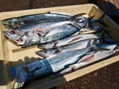 <p>向井様　沖の北　ショアジギでサゴシ12匹！</p><p>今日も先端から奥の方まで均等にあたってたんですが、なんか人によって差が出るようです。パターンがはまれば数が伸びるんですが、同じパターンがずっとは続かないし…。</p>