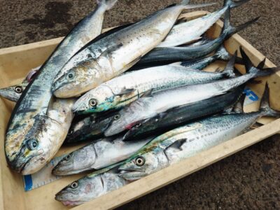 <p>匿名様　沖の北　ショアジギでサゴシ＆シイラ大漁！</p>