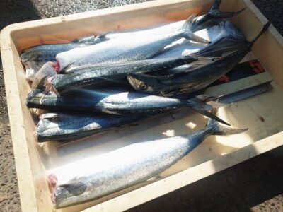 <p>沖の北　ショアジギでサゴシ！今日は5時過ぎから釣れてました♪</p>