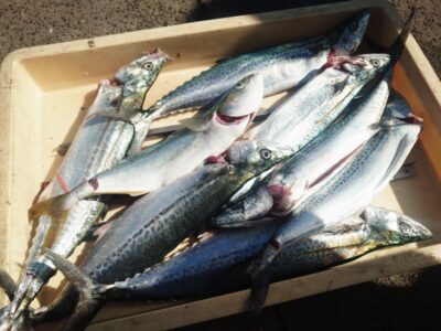 <p>沖の北　ショアジギでサゴシ！</p>