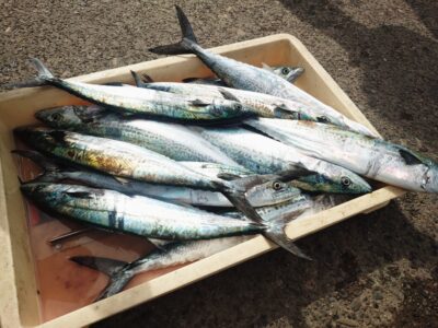 <p>沖の北　ショアジギでサゴシ大漁！</p>