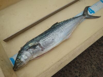 <p>沖の北　ショアジギでサゴシ！</p>