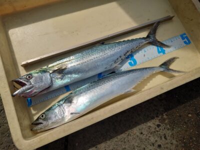 <p>沖の北　ショアジギでサゴシ！</p>