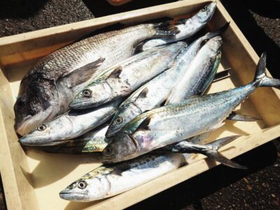 <p>宮城様　沖の北　ショアジギでサゴシ！飲ませ釣りでチヌ！</p>