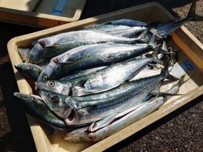 <p>向井様　沖の北　ショアジギでサゴシ！</p>