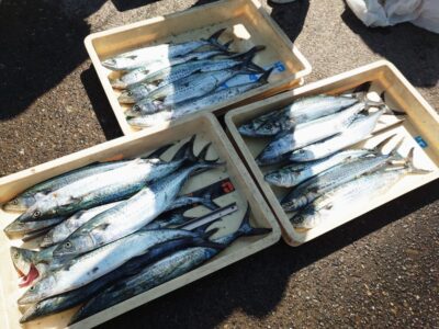 <p>沖の北　ショアジギでサゴシ！お一人での釣果です。かなり腕の差出ます。1匹、2匹の方もいましたよ…。</p>