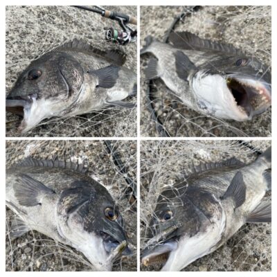 <p>釣れちゃう犬　旧一文字赤灯外向き　MENBO FAT 47mm/3.5gでチヌ4枚🎣イワシを追いかけてるチヌ狙い♪♪トップで出るのが最高✨タモ係→釣れない猫🐱</p>