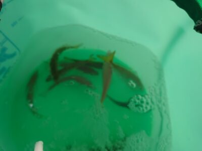 <p>沖の北内向き　足元サビキで豆〜小アジ！カタクチもたまにかかってました。暗い時間は釣れなかったようです。中層くらいに浮いてます。</p>
