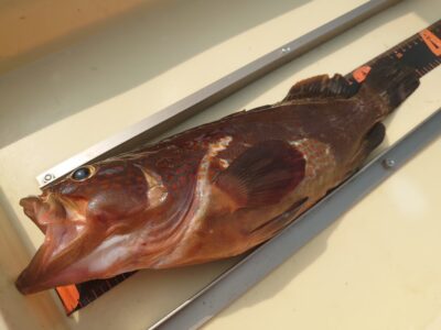 <p>沖の北　サビキの仕掛けにアコウがヒット！内向きで豆〜小アジはよく釣れてました。</p>