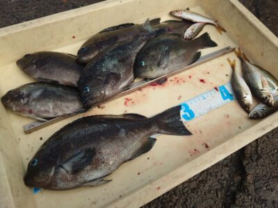 <p>川原様　旧一文字白灯内向き　エビ撒き釣りでグレ30cm！外向きの根魚はあまり釣れなかったそうです。</p>