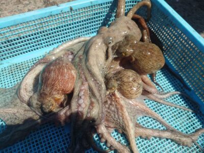 <p>あらき様　旧一文字3番〜赤灯　タコエギでタコ🐙</p><p>タコ釣りの方がほとんどいないので釣果情報が無いんですが、タコはいますよ！</p>