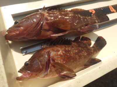 <p>田中様　旧一文字赤灯（浅場外向き）エビ撒き釣りでアコウ35cm！ガシラもよくあたったそうです。灯台よりの深場はあたりがないとのこと。</p>