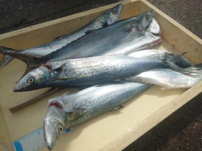 <p>沖の北　ショアジギでサゴシ！前回来た日は60人でサゴシ1匹…、今日はリベンジできましたね♪</p>