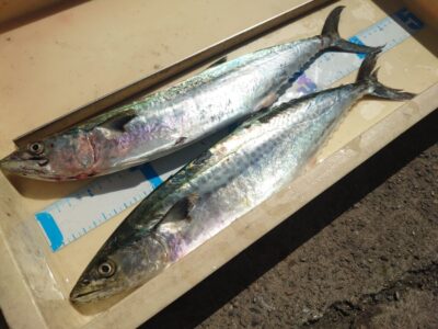 <p>沖の北　ショアジギでサゴシ！</p>